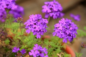 IMG_2192 - Flori violete